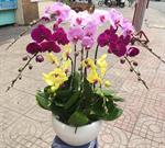Hoa Lan Khai Trương 00123